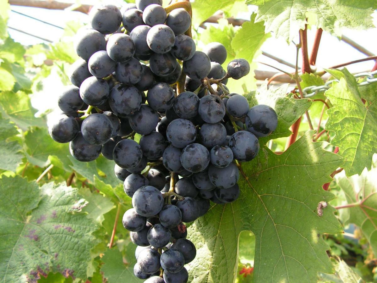 Winnica Na Lesnej Polanie Zabor Luaran gambar